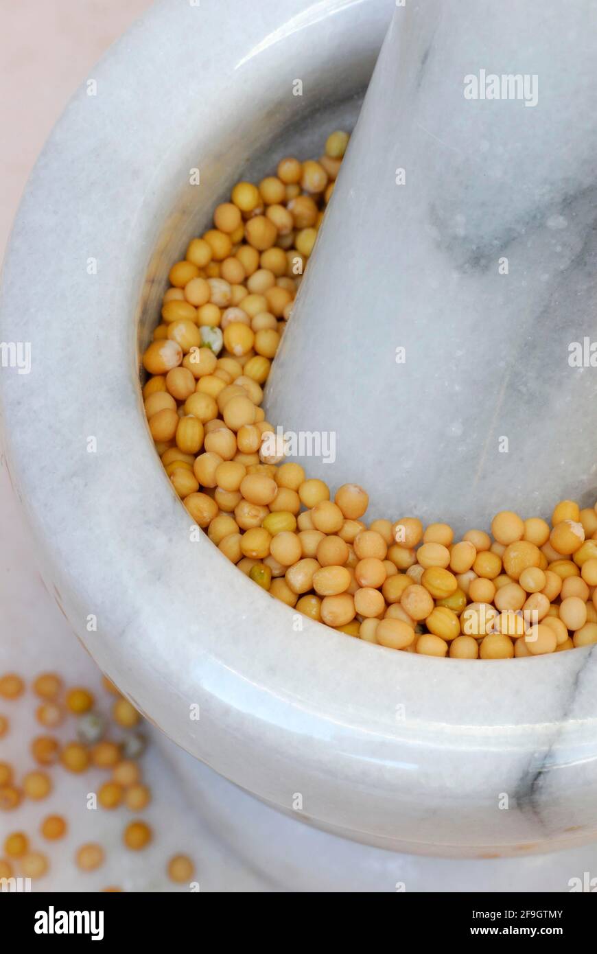 Mustard (Sinapis alba) , Mustard seeds in mortar, Mortar, Mustard seed, Mustard seed Stock Photo
