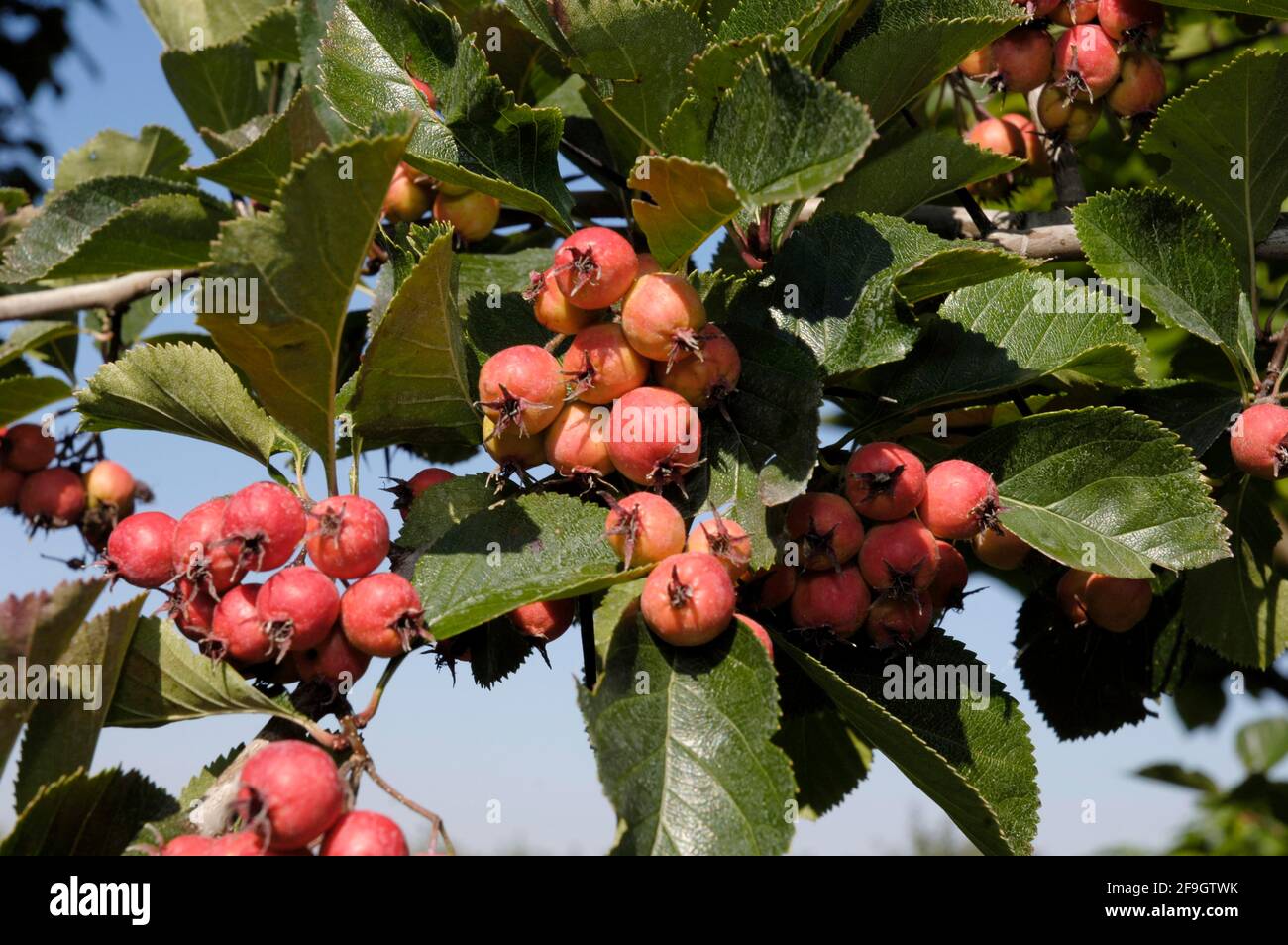 Scarlet hawthorn berries (Crataegus pedicellata) Stock Photo