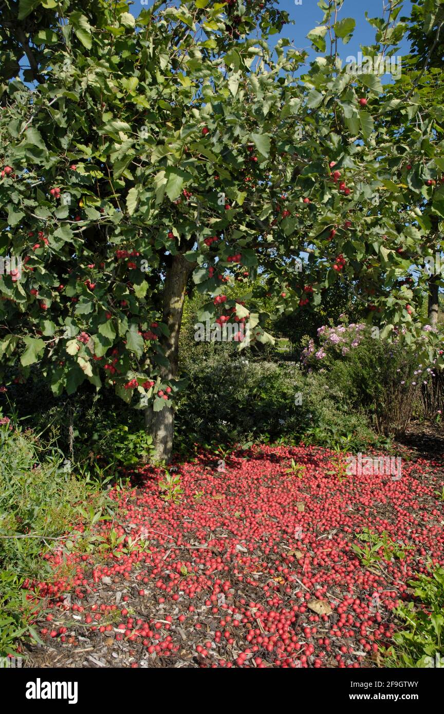 Scarlet Hawthorn berries on the ground (Crataegus pedicellata), Scarlet Hawthorn berries on the ground Stock Photo