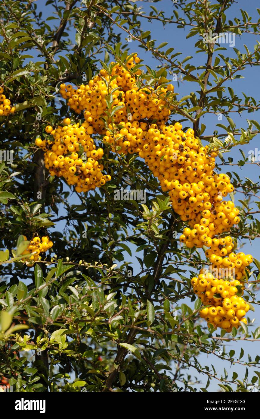 Firethorn (Pyracantha) with berries Golden Charmer Stock Photo