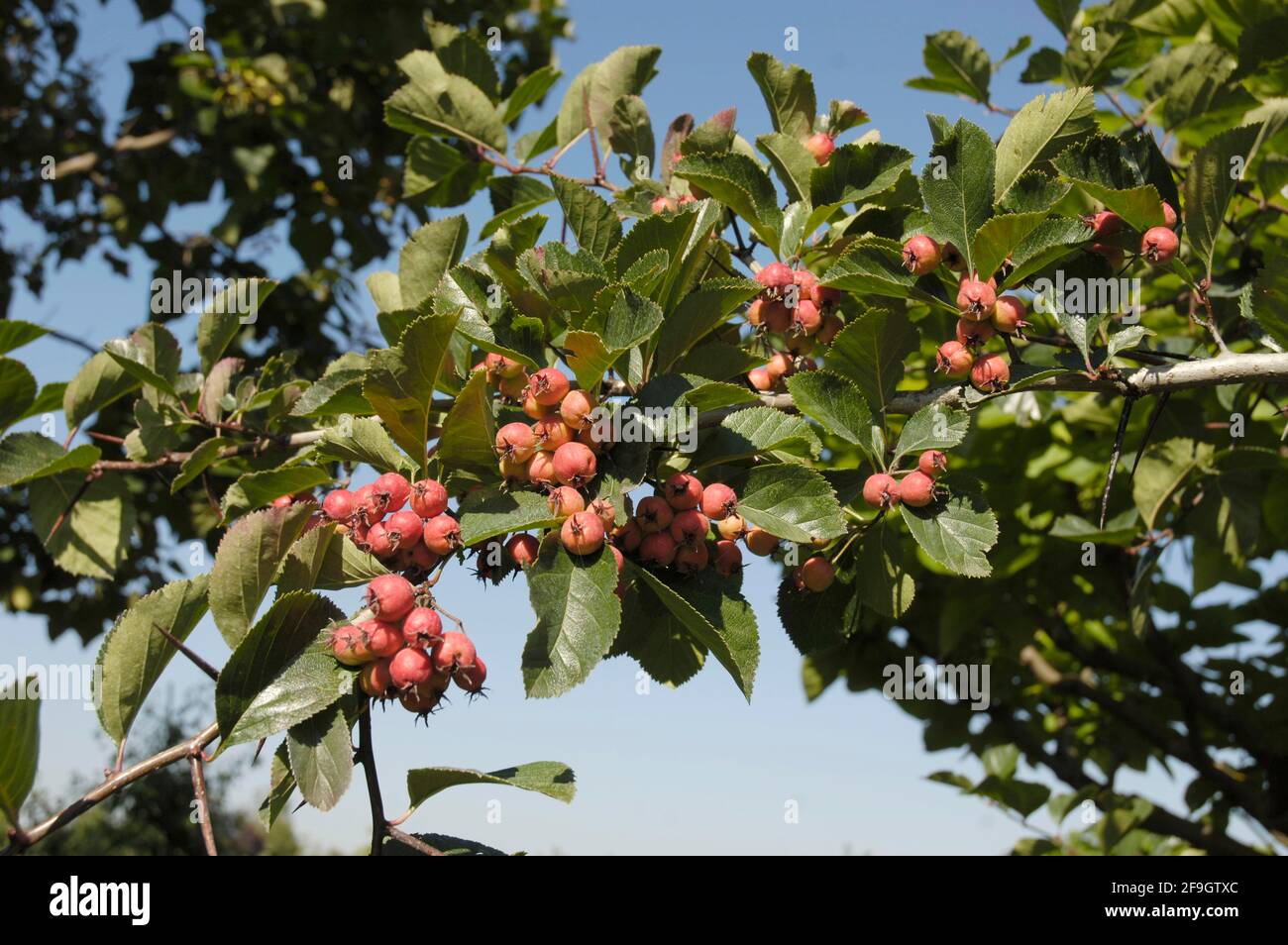 Scarlet hawthorn berries (Crataegus pedicellata) Stock Photo