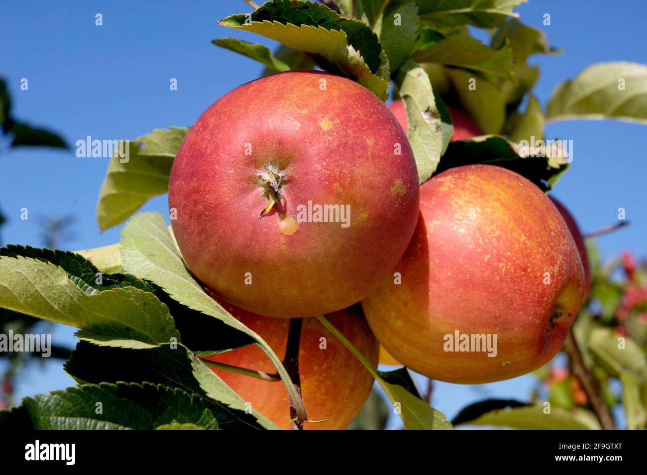 Apples on the tree Red Rubinette, Apple Stock Photo