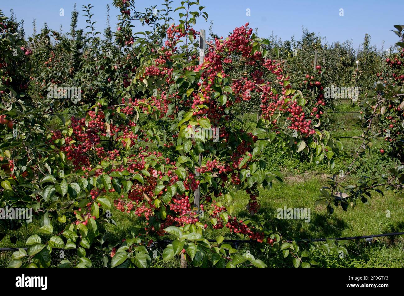 Crabapple Evereste, ornamental apple (Malus hybrid) Evereste Stock Photo