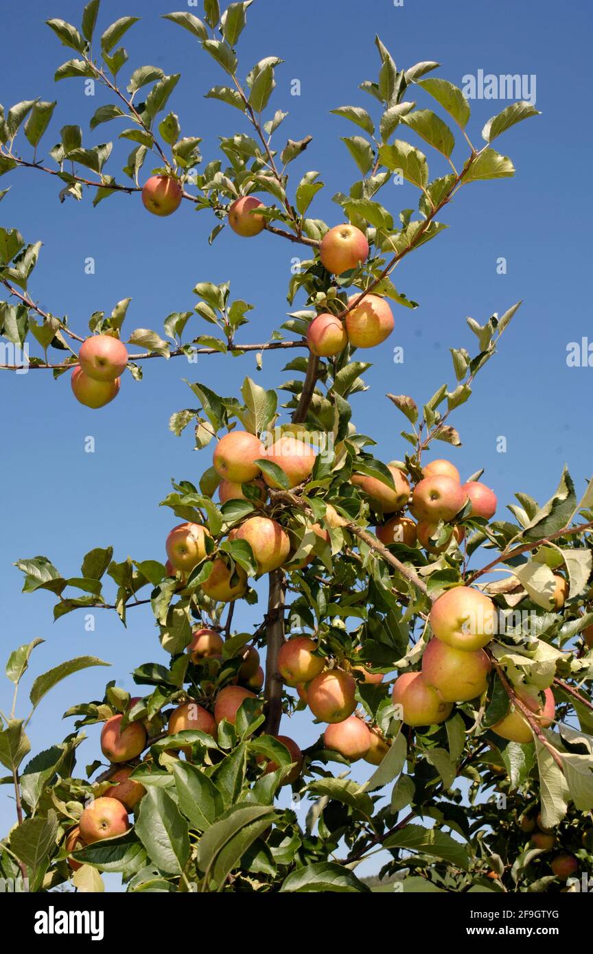 Apples on tree Rubinette Stock Photo
