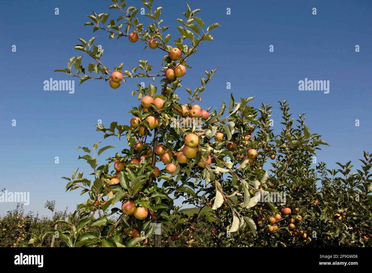 Apples on tree Rubinette Stock Photo