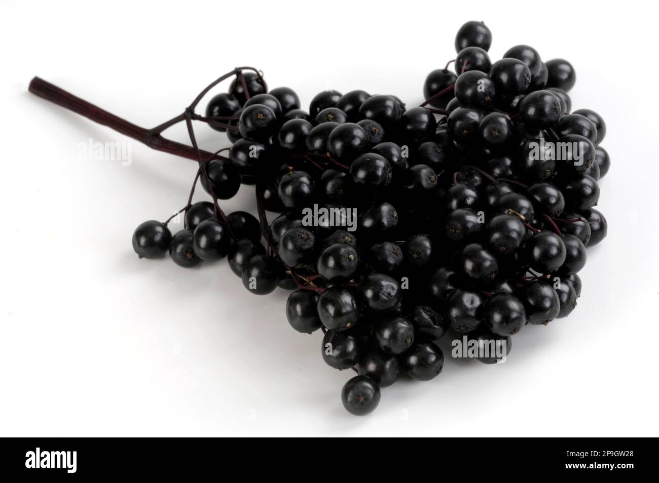 Elder (Sambucus nigra), ripe berries, elderberries Stock Photo