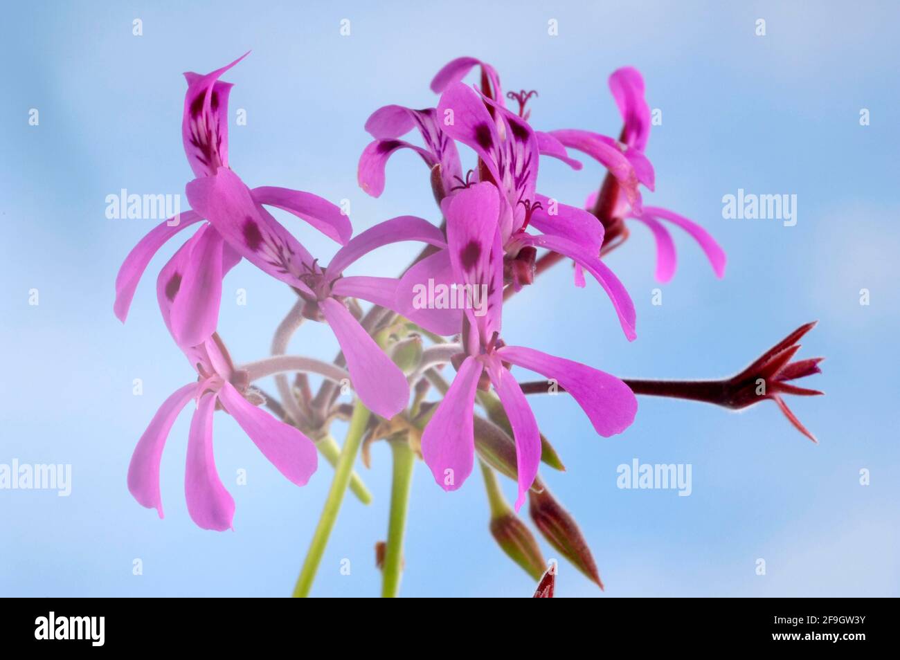 Umckaloabo blossoms (Pelargonium reniforme) (Pelargonium sinoides), Umckaloabo blossoms, indoor, Studio, Geraniaceae family (Geraniaceae) Stock Photo