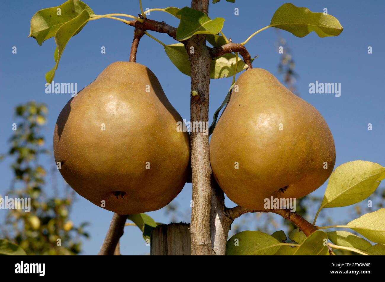 Pears on tree (Uta) (Pyrus communis) Stock Photo