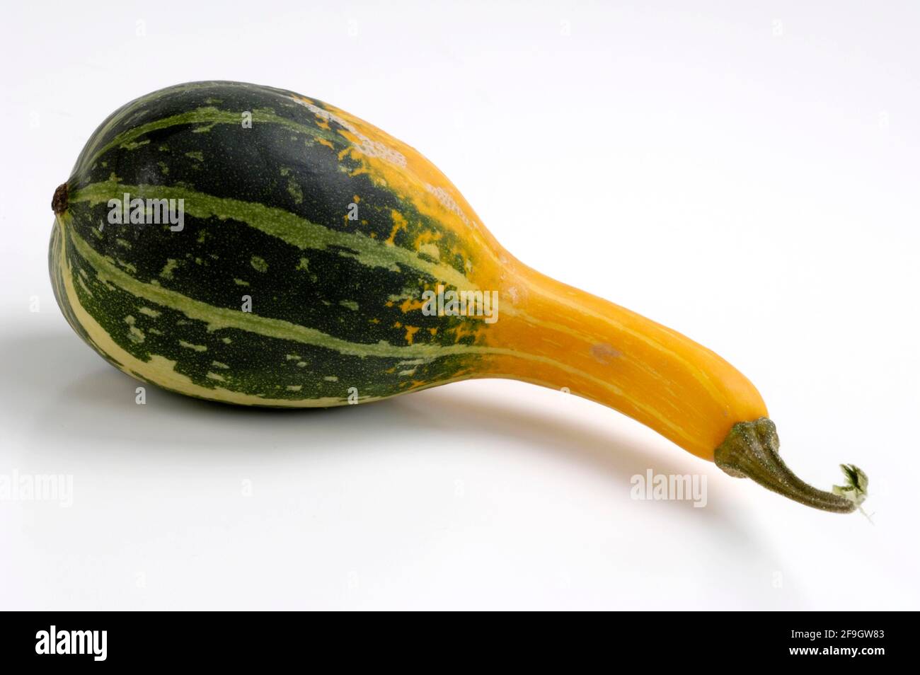 Pumpkin, ornamental pumpkin, squash, garden squash (Cucurbita pepo), gourd family (Cucurbitaceae