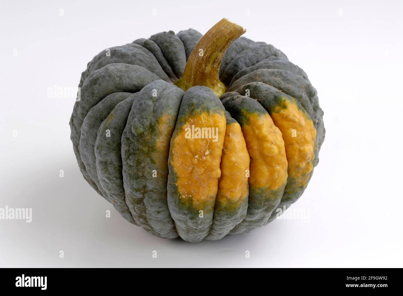 Pumpkin Black Futsu, edible pumpkin Black Futsu, pumpkin, ornamental pumpkin, garden pumpkin (Cucurbita pepo), gourd family (Cucurbitaceae), indoor Stock Photo