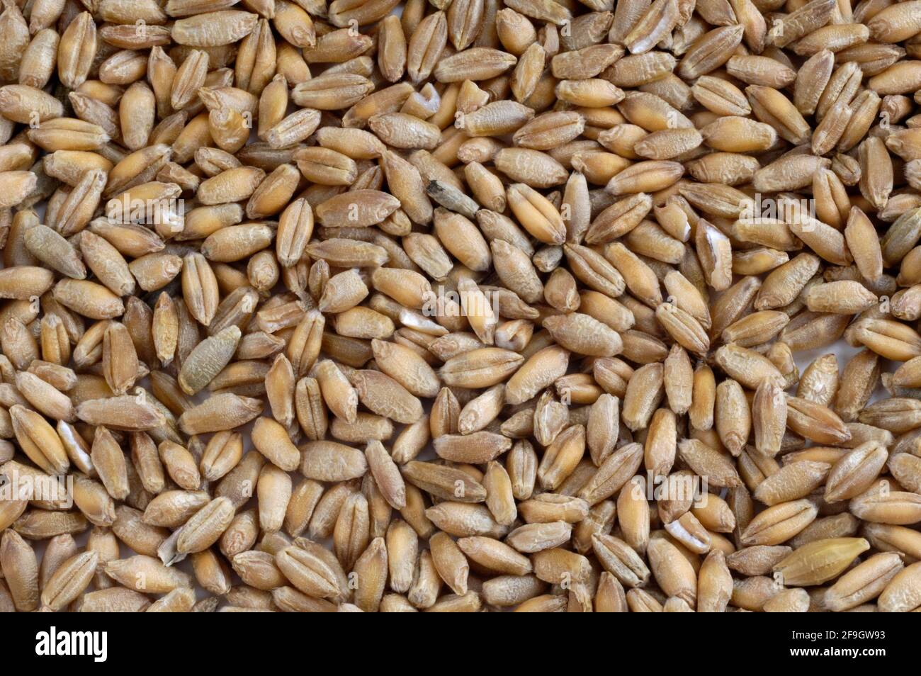 Triticale grain, mixed grain of rye and wheat Stock Photo Alamy