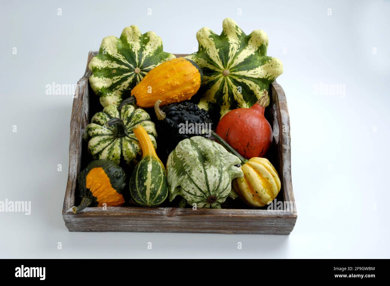 Ornamental pumpkins, pumpkin, ornamental squash, garden squash