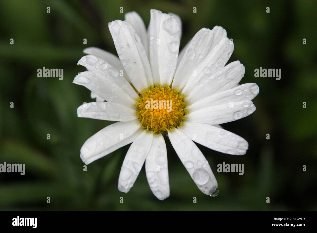 A close-up of a daisy (Bellis perennis) Stock Photo