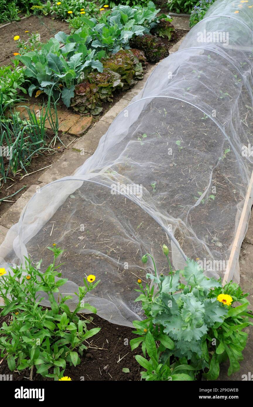 Vegetable garden, Fleece, Insect screen Stock Photo Alamy