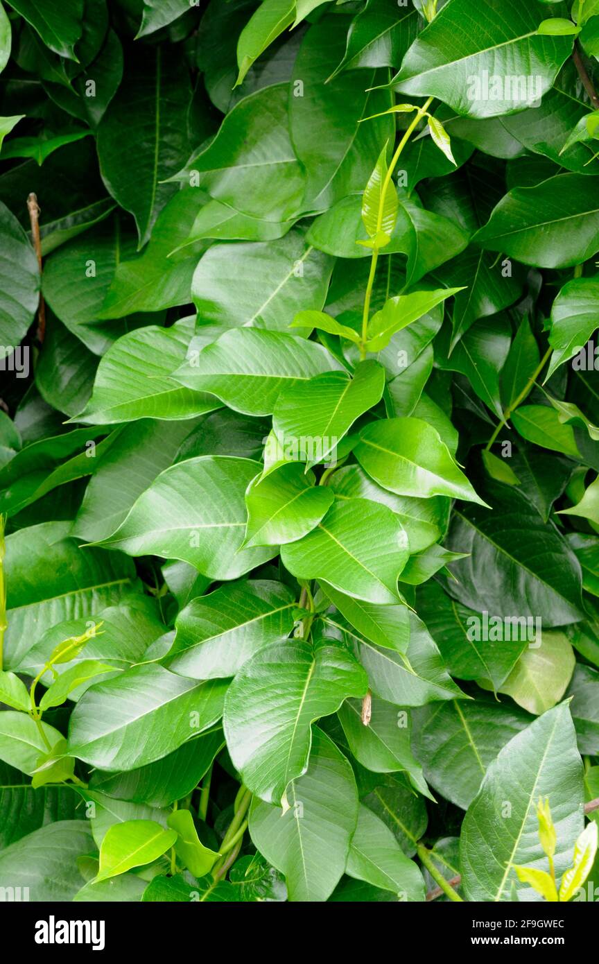 Periploca graeca (Periploca graeca), Oriental tree loop, climbing plants Stock Photo