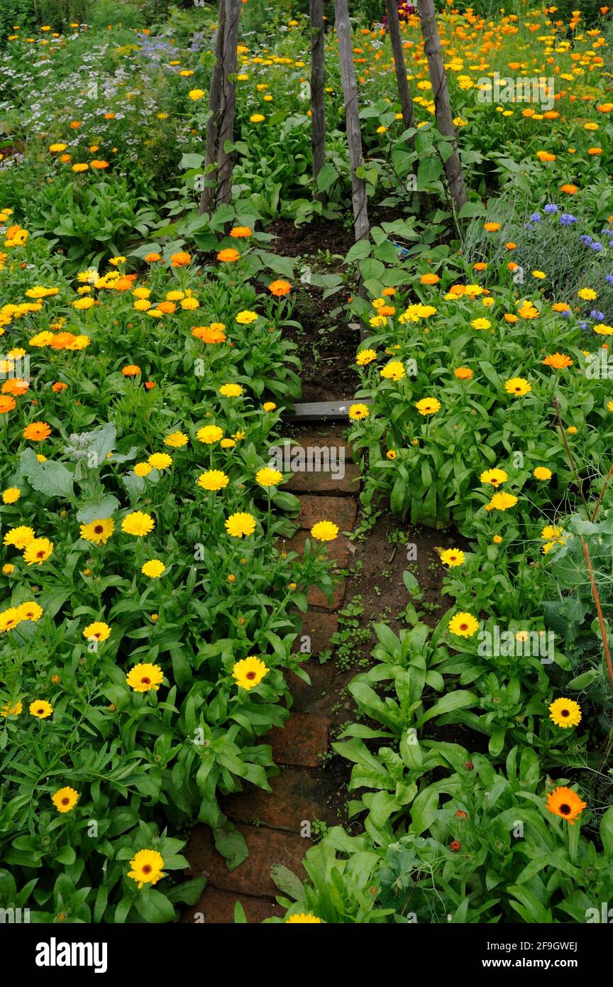 Vegetable sprouts with marigolds (Calendula officinalis), marigold