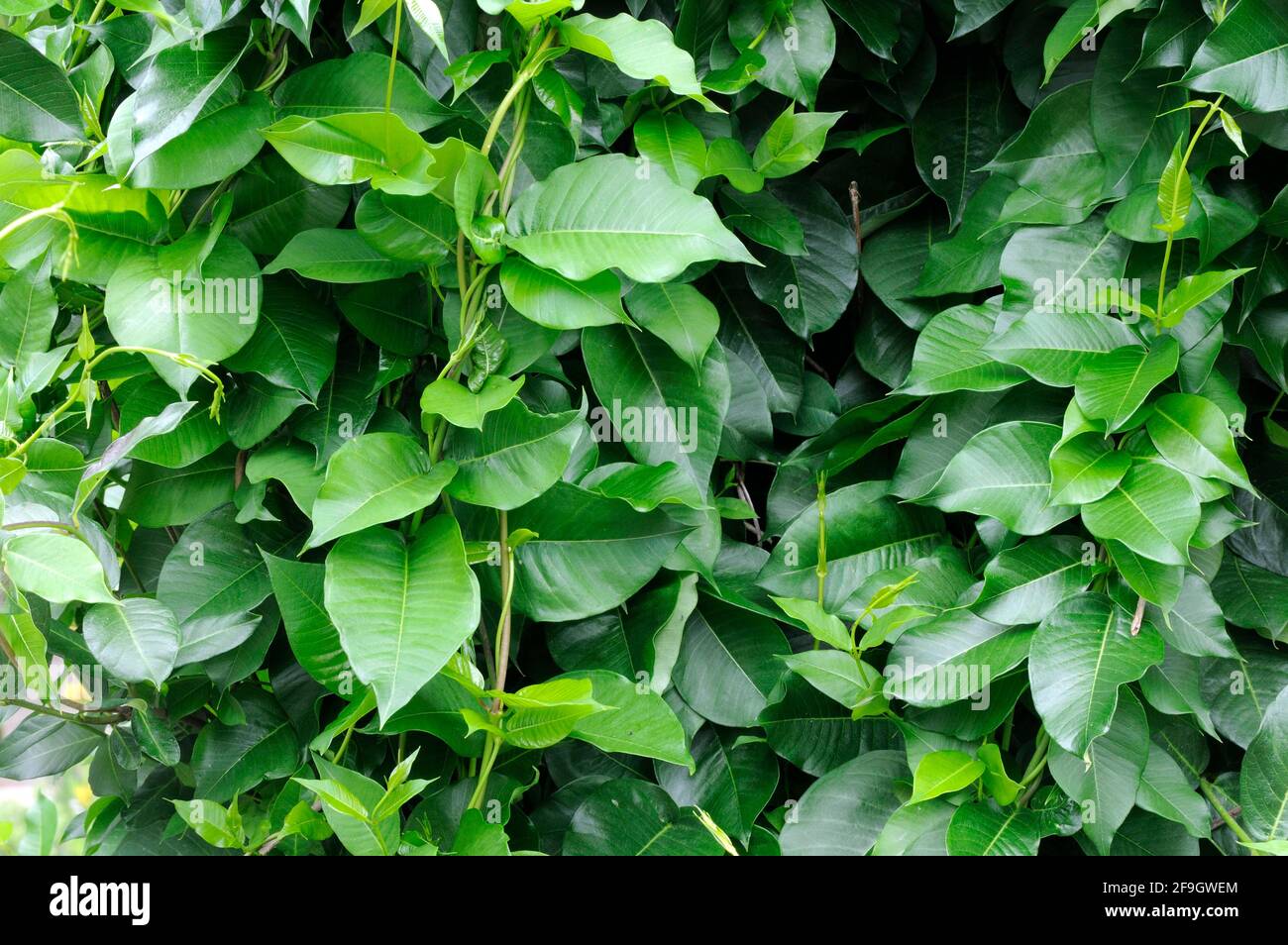 Periploca graeca (Periploca graeca), Oriental tree loop, climbing plants Stock Photo