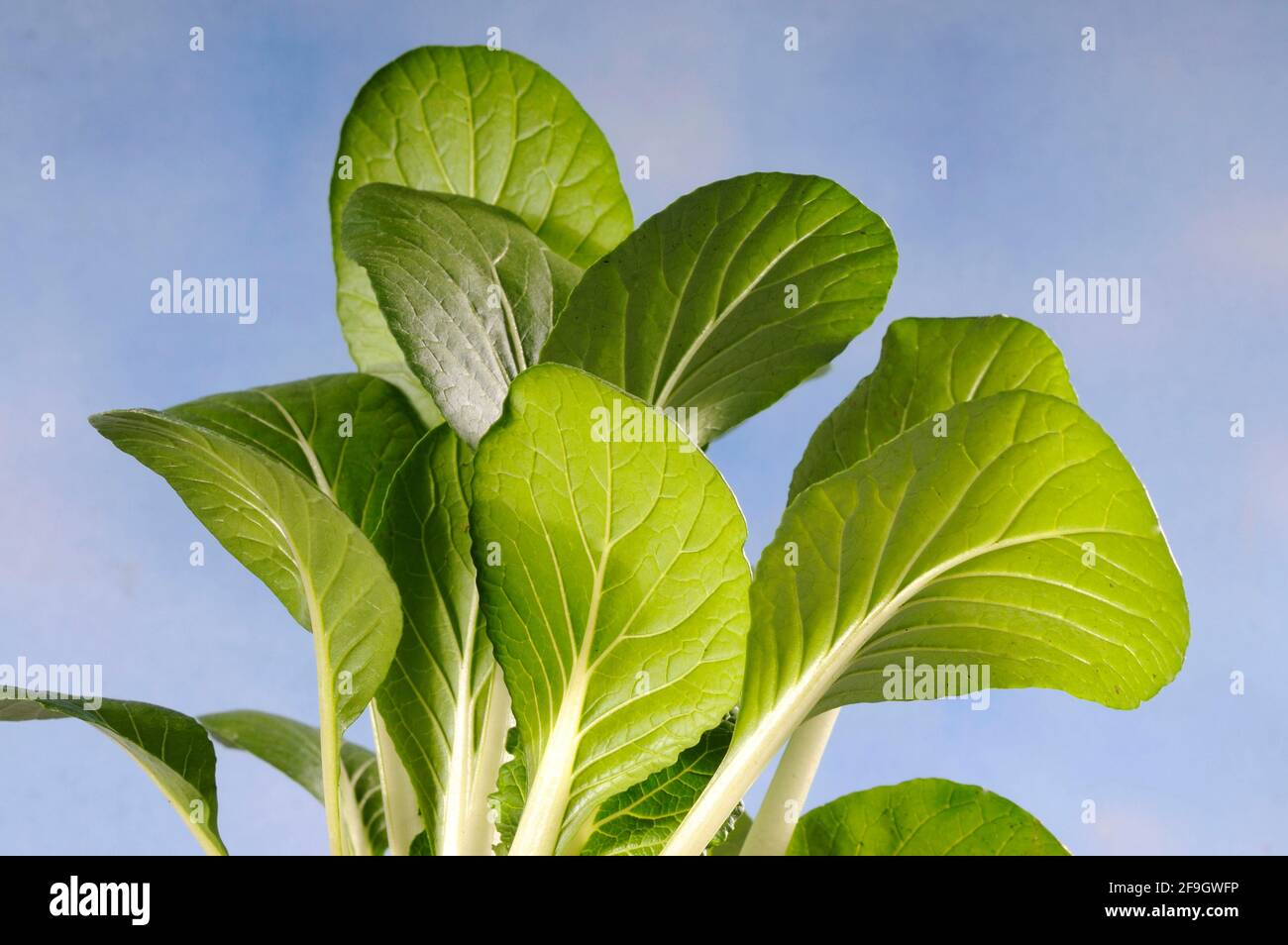 Pakchoi (Brassica campestris var. chinensis), Chinese mustard cabbage