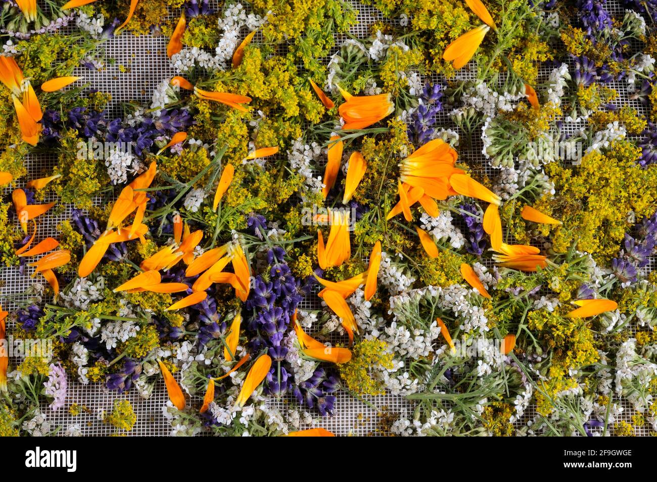 Herbs laid out to dry, St. John's wort, yarrow, mint, lemon balm, bedstraw (Hypericum perforatum