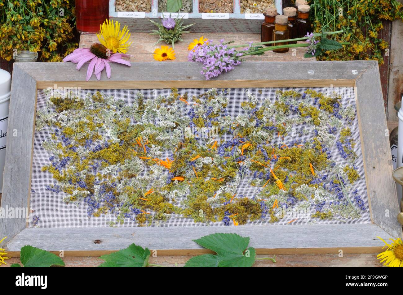 Herbs laid out to dry, St. John's wort, yarrow, mint, lemon balm, bedstraw (Hypericum perforatum