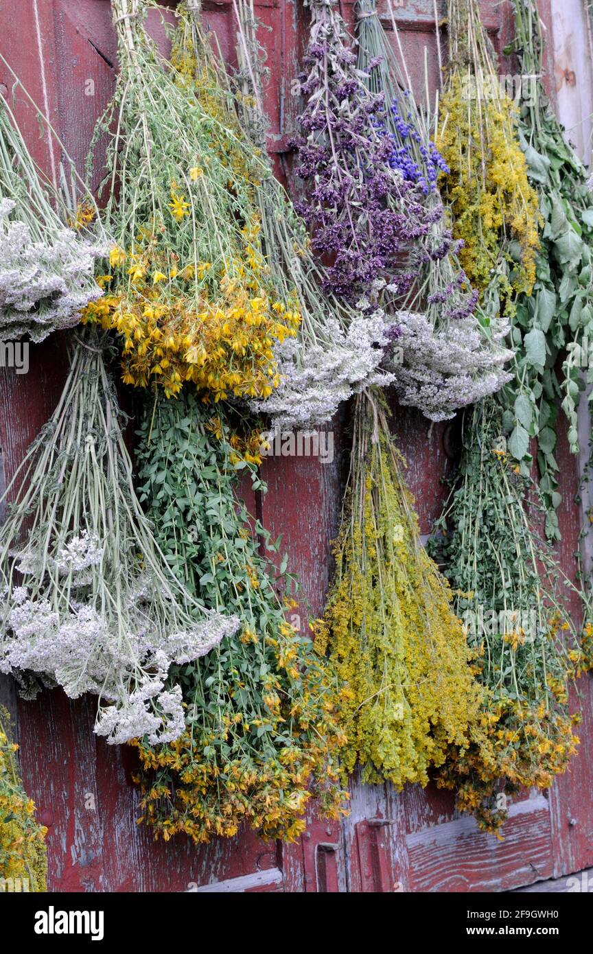 Herbs hung up to dry, St. John's wort, yarrow, mint, lemon balm, bedstraw (Hypericum perforatum