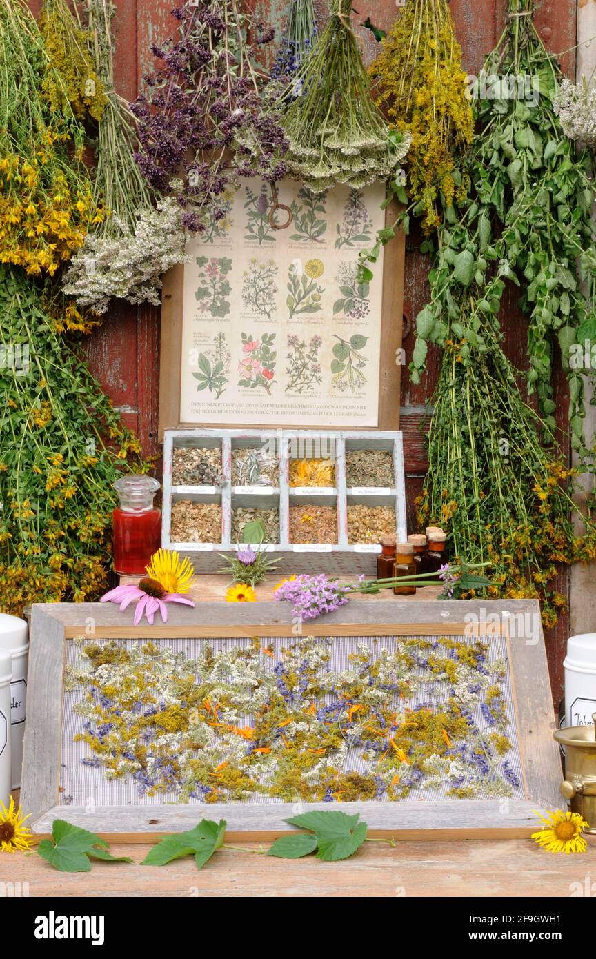 Herbs hung to dry, dried herbs, St. John's wort, yarrow, mint, lemon balm, bedstraw (Hypericum