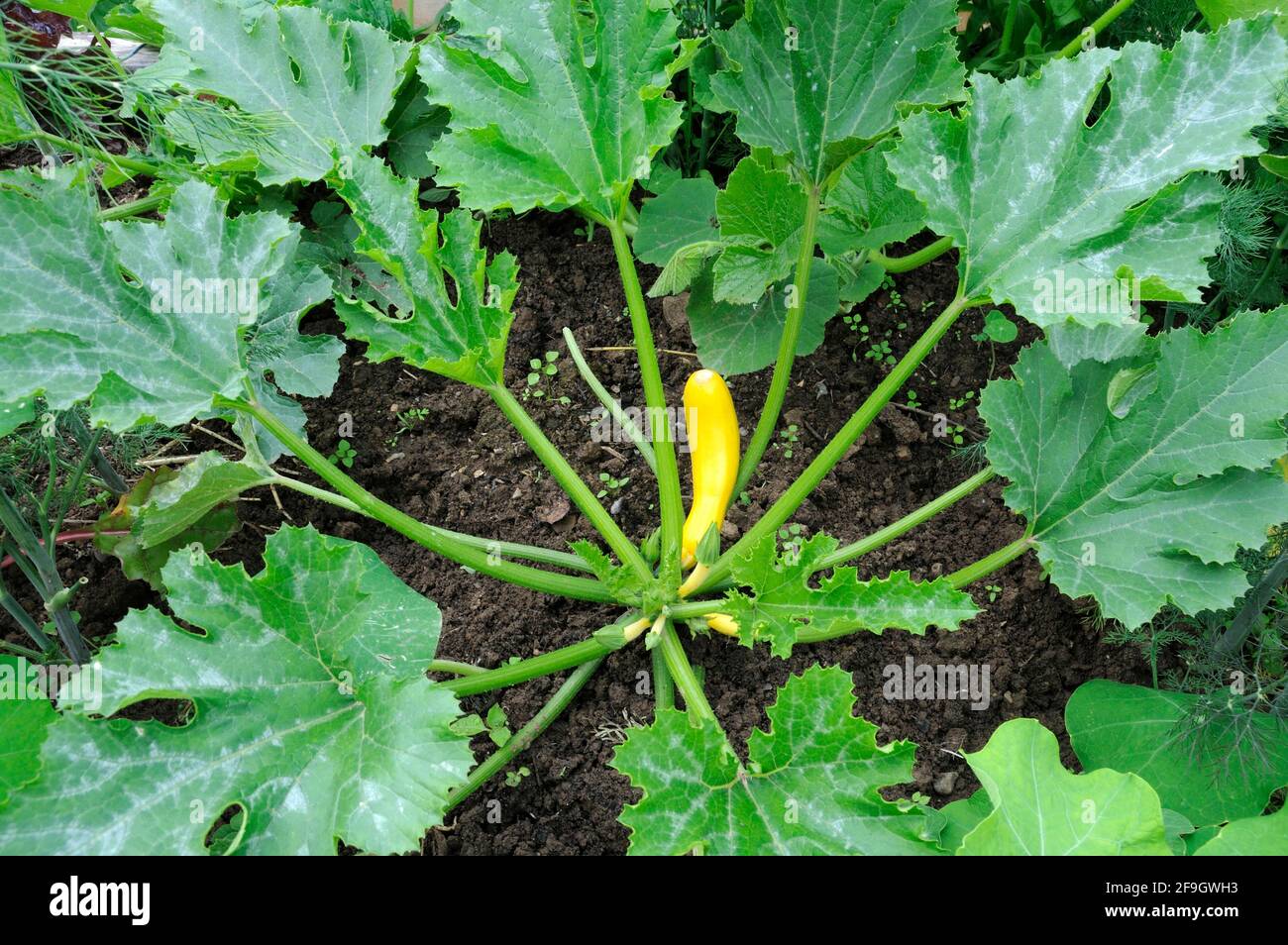Zucchini (Cucurbita pepo var. giromontiina) Stock Photo