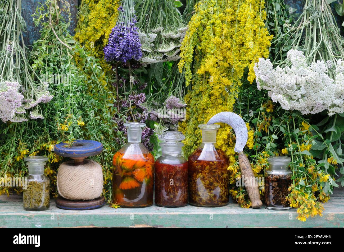 Herbs hung up to dry, St. John's wort, yarrow, mint, lemon balm, bedstraw (Hypericum perforatum