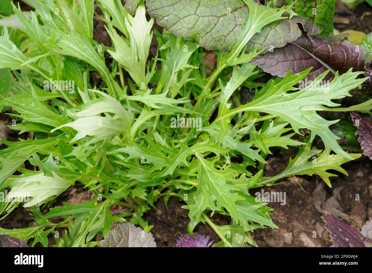 Mizuna (Brassica rapa japonica), Japanese lettuce Stock Photo Alamy