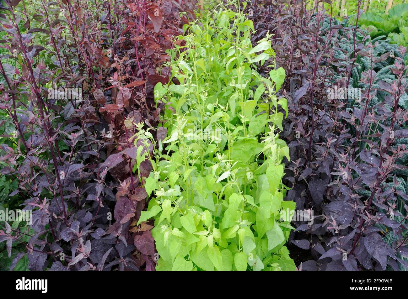 Garden lettuce, Spanish lettuce (Atriplex hortensis) Stock Photo