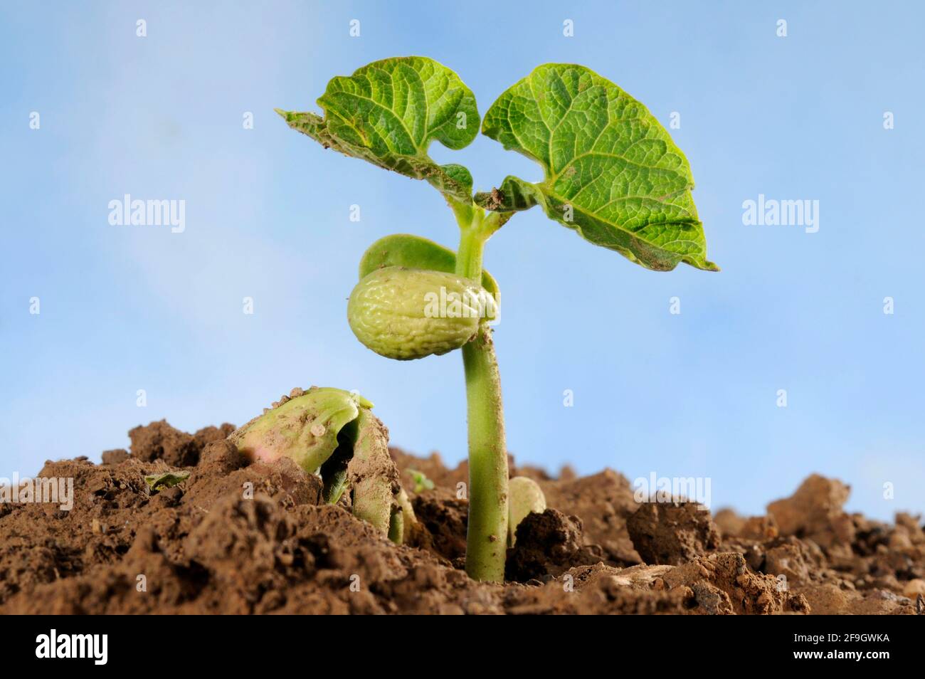 Bush bean, seedling (Phaseolus vulgaris nanus) Stock Photo
