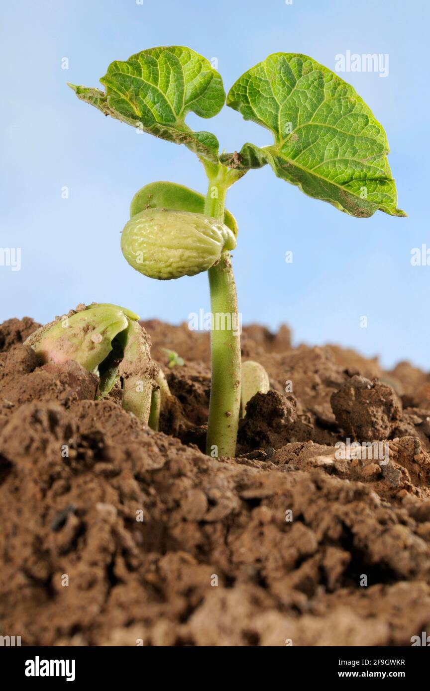 Bush bean, seedling (Phaseolus vulgaris nanus) Stock Photo