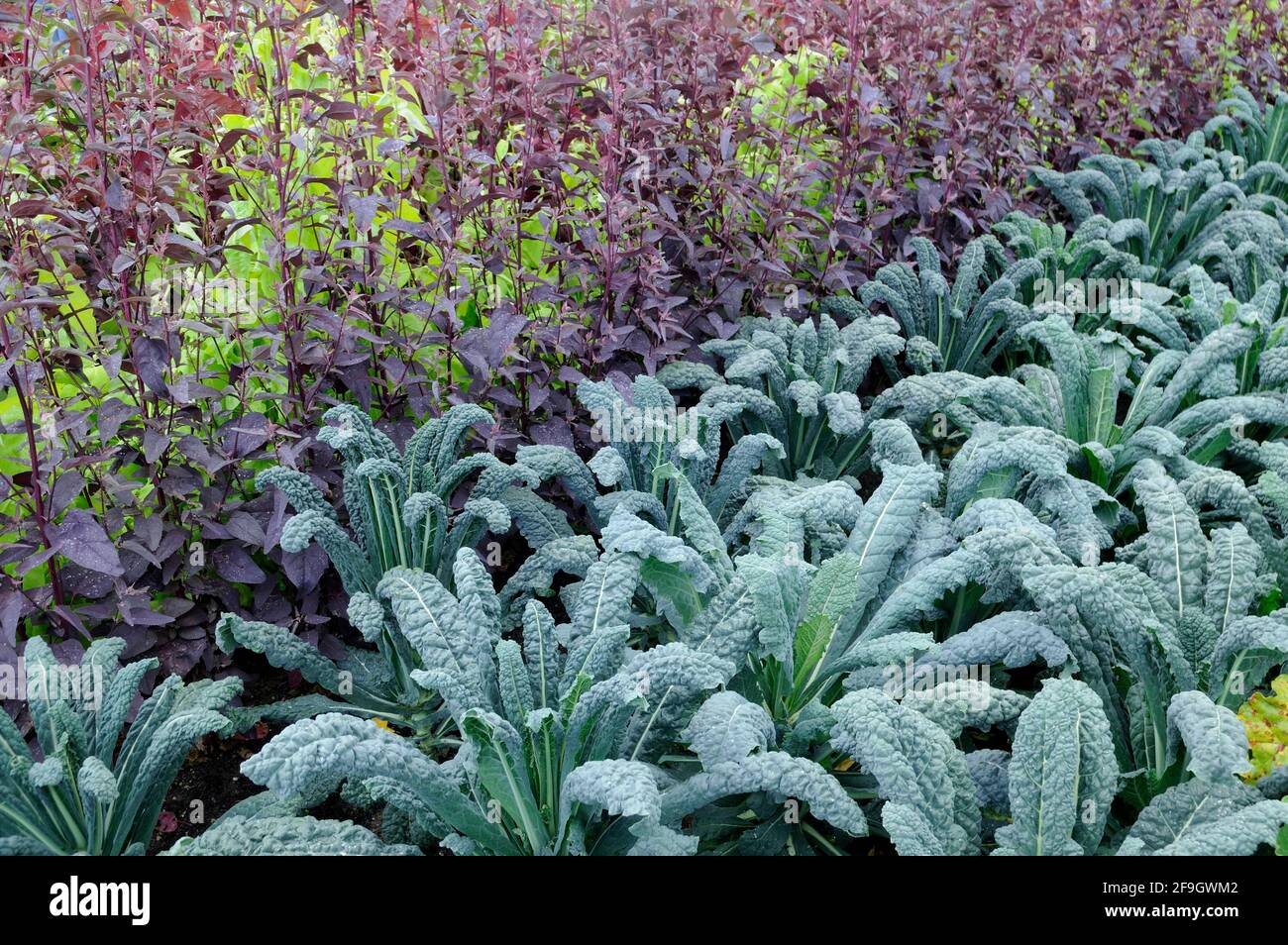 Garden cabbage and palm kale (Brassica oleracea var. palmifolia), Spanish lettuce (Atriplex hortensis) Stock Photo