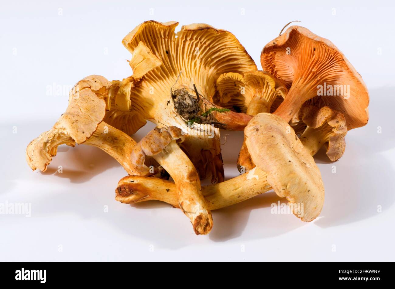 Chanterelle (Cantharellus cibarius) and false chanterelle (Hygrophoropsis aurantiaca) Stock Photo