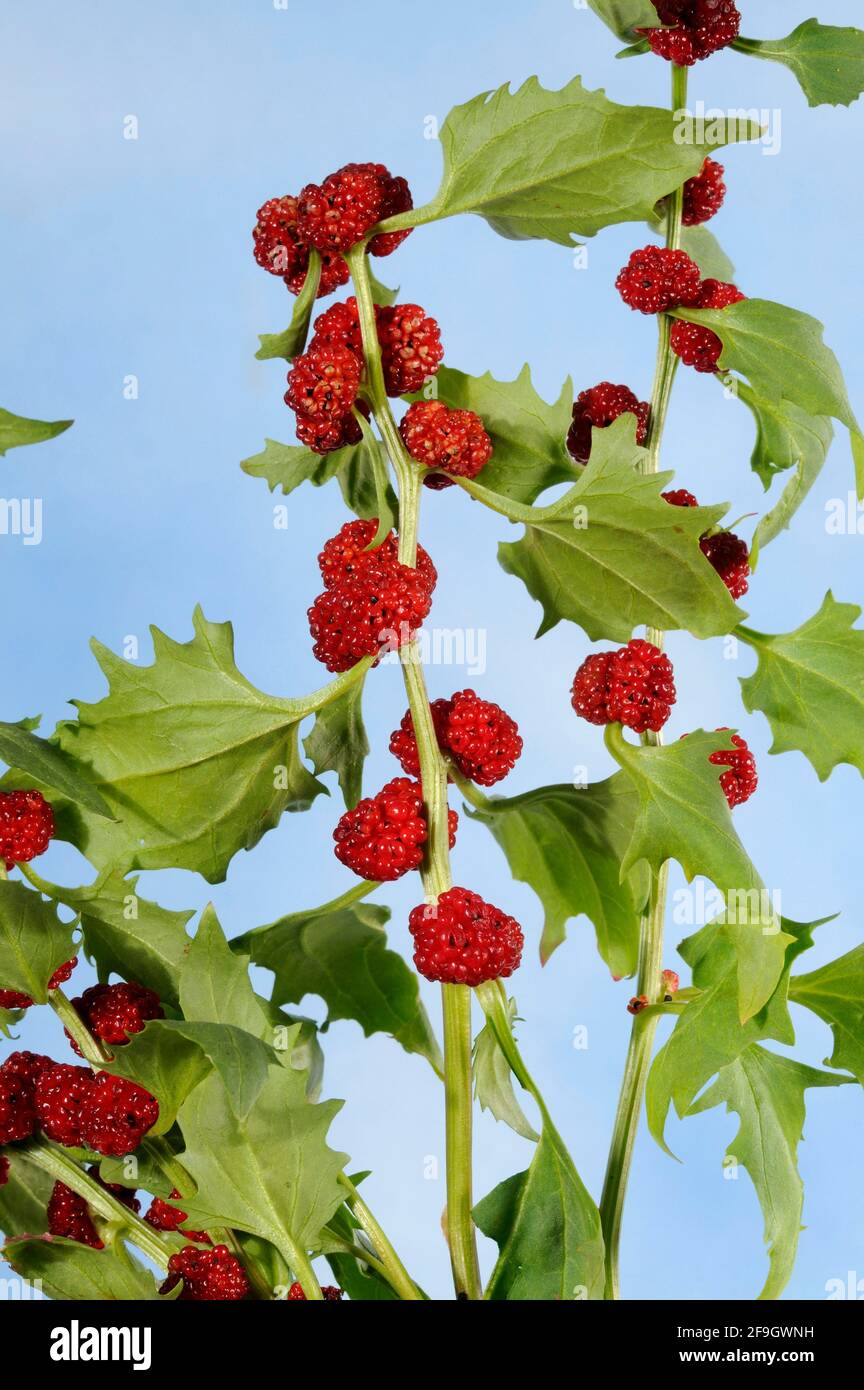 Spiked Blitum capitatum (Blitum capitatum) (Chenopodium capitatum Stock