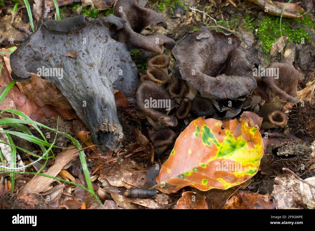 Horn of Plenty (Craterellus cornucopioides), black chanterelle, black trumpet, cornucopia Stock Photo