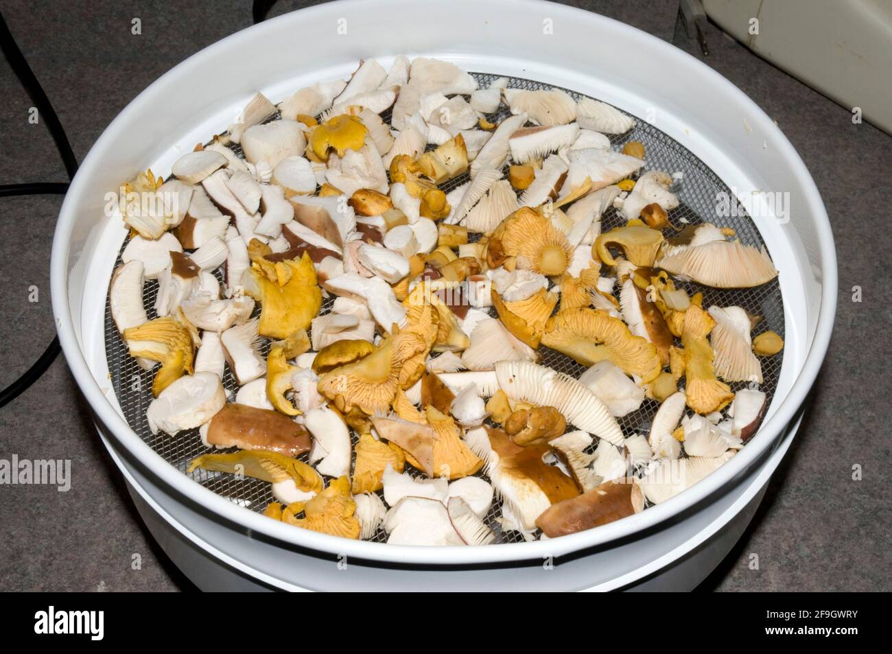 Mushrooms on dehydrator, dehydrator Stock Photo - Alamy