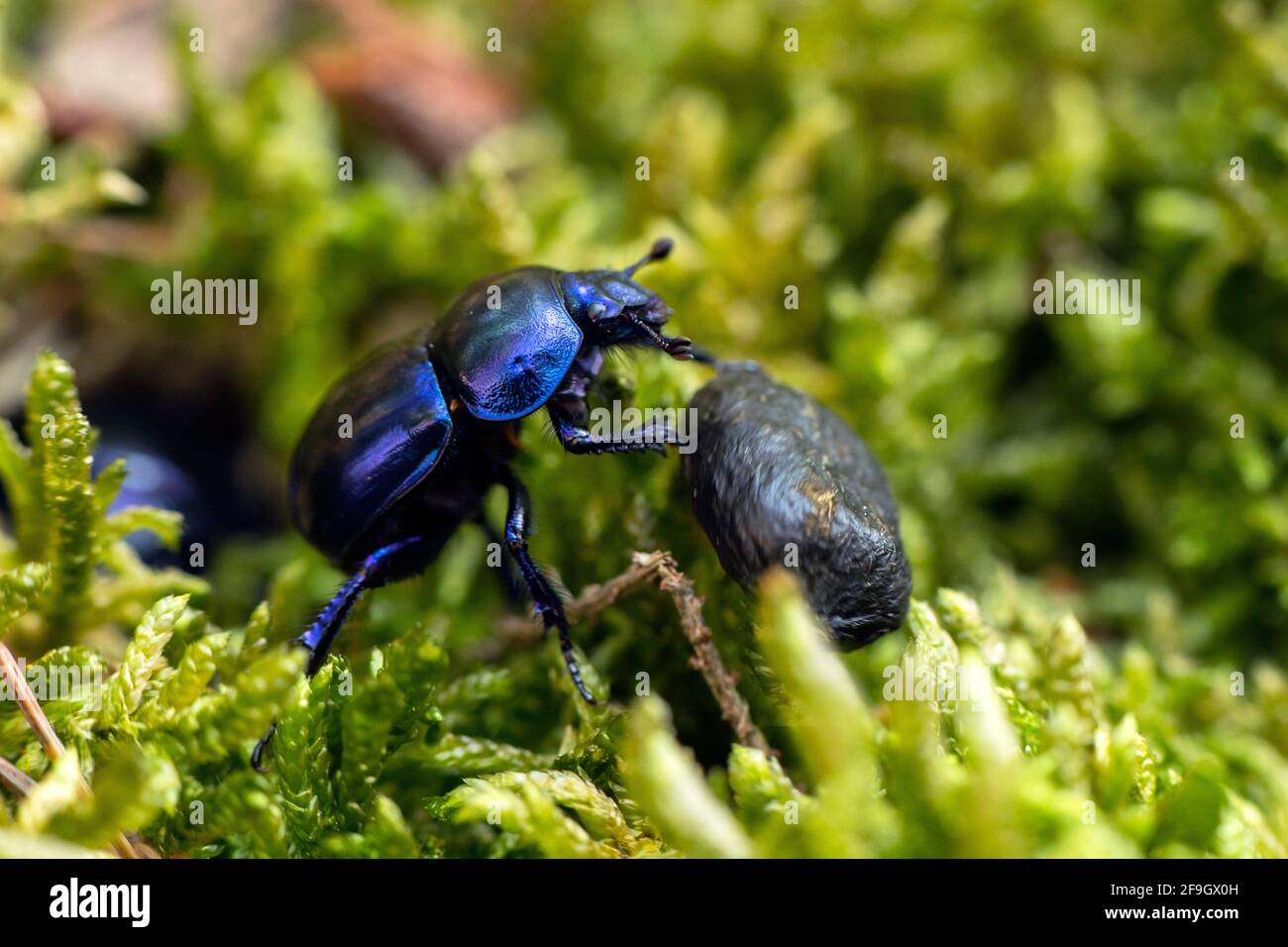 Dung beetle (Anoplotrupes stercorosus) rolling dung, Mecklenburg, Germany Stock Photo