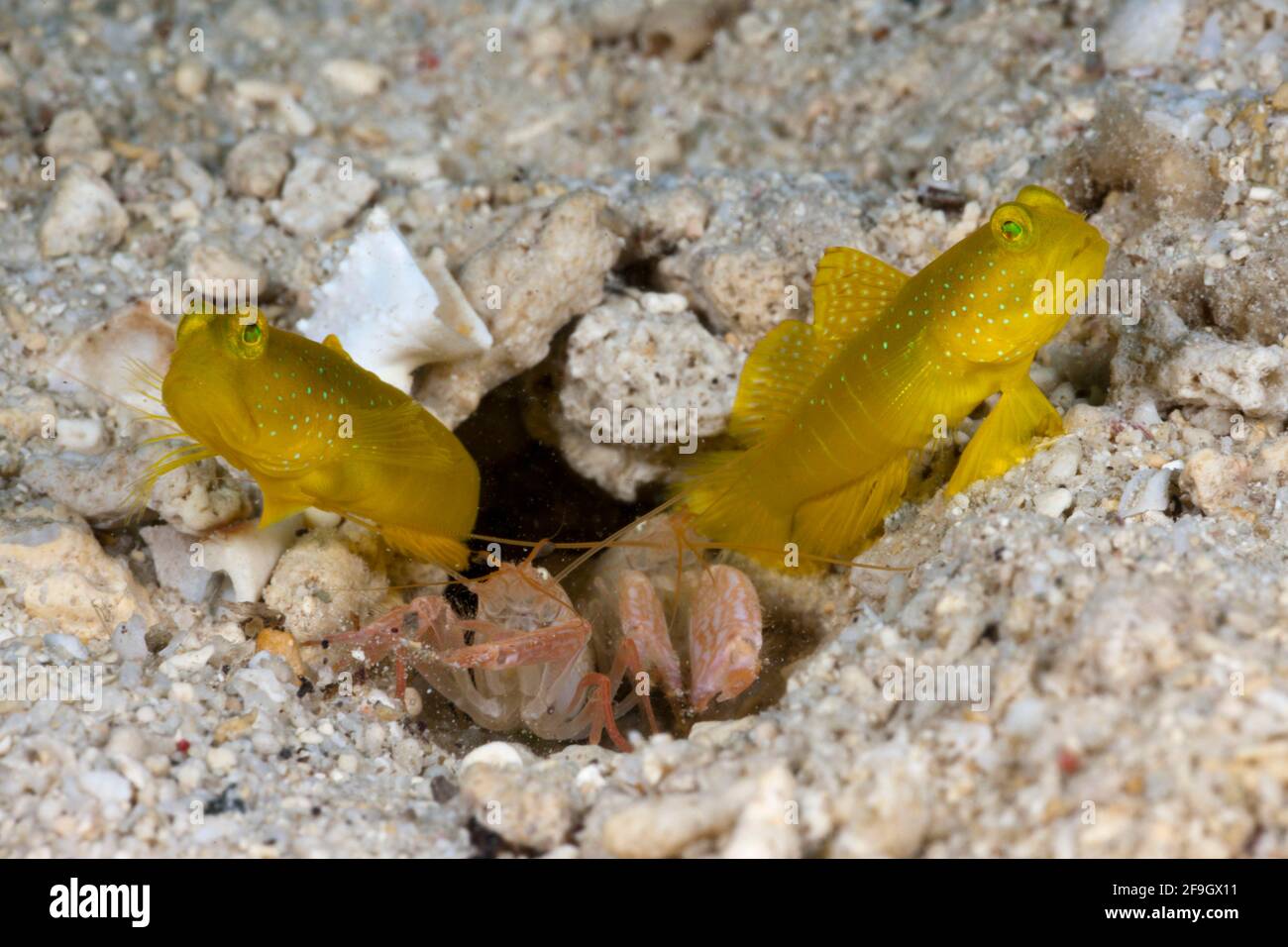 Yellow Prawn Goby in symbiosis with Snapping Shrimp, Cenderawasih Bay, West Papua, Indonesia (Cryptocentrus cinctus) (Alpheus ochrostriatus) Stock Photo