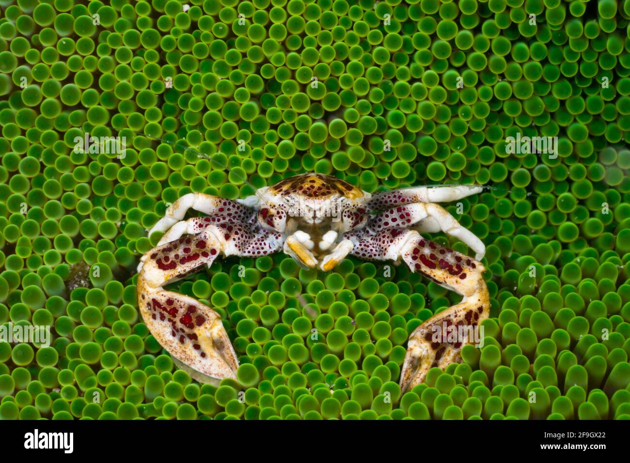 Porcelain Crab in Sea Anemone, Cenderawasih Bay, West Papua, Indonesia (Neopetrolisthes oshimai) Stock Photo