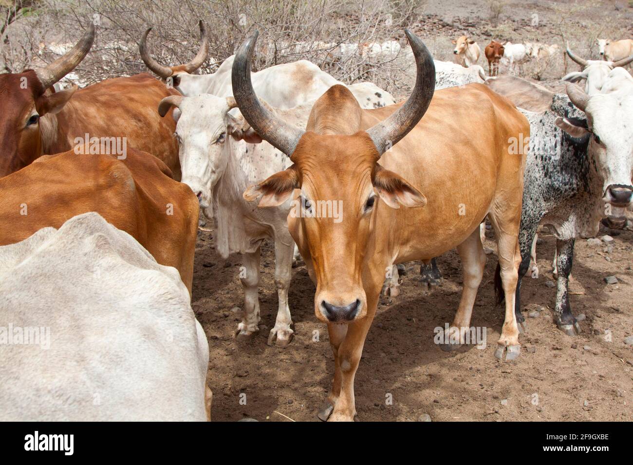 Domestic cattle, Kenya Stock Photo - Alamy