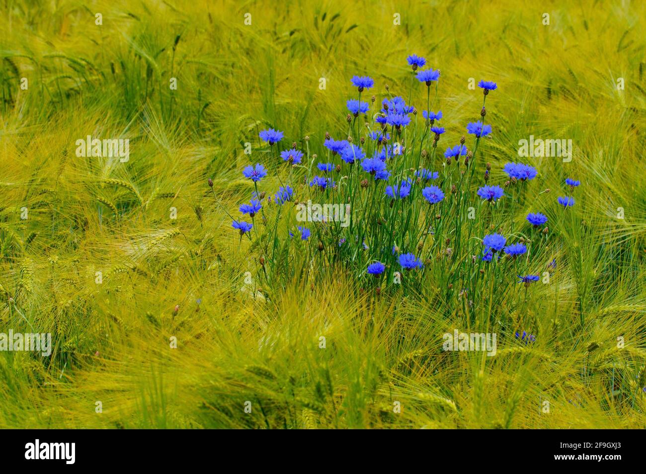 Cornflowers in barley field hi-res stock photography and images - Alamy