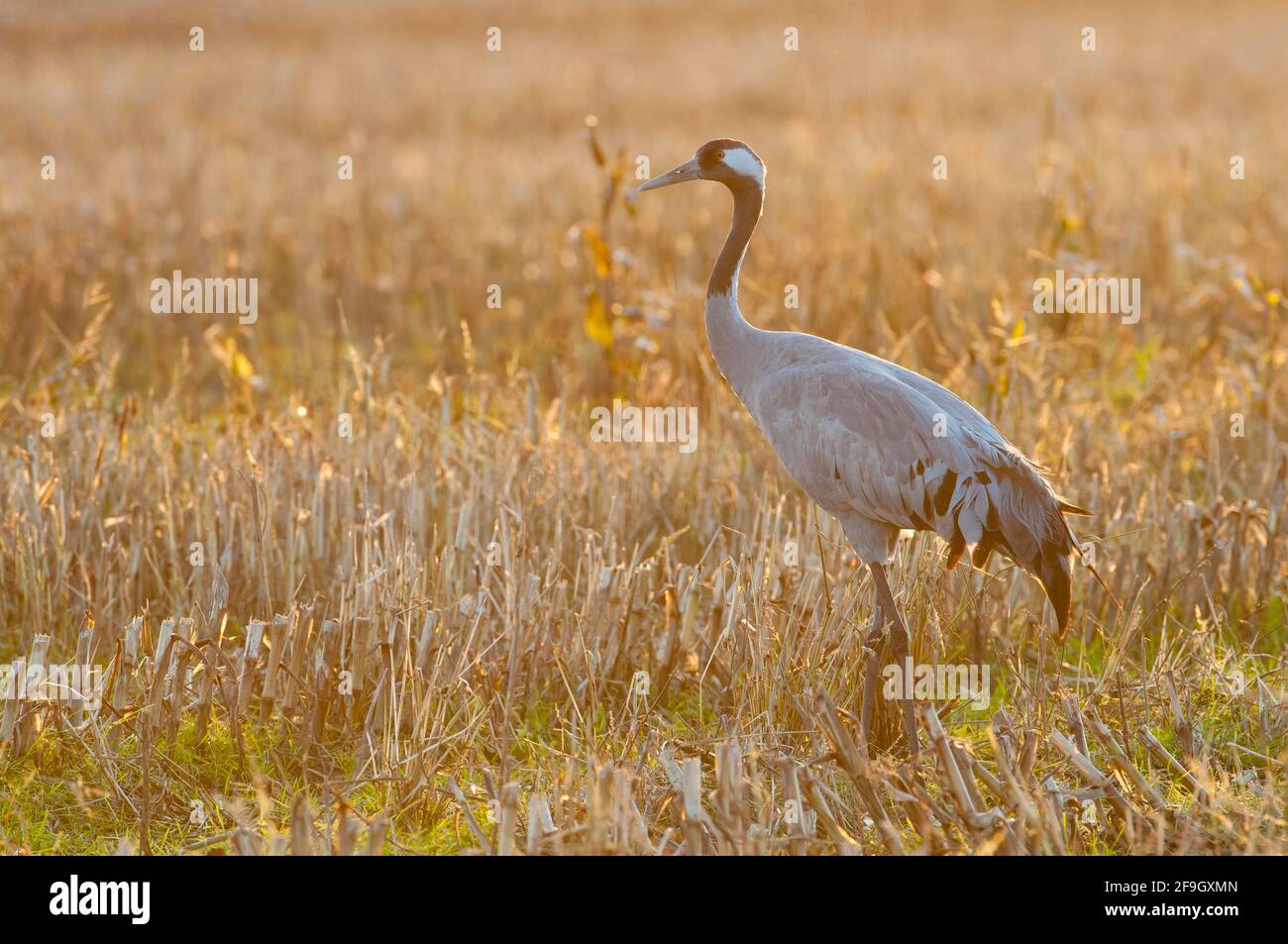 Common crane (Grus grus) Lower Saxony, Germany Stock Photo