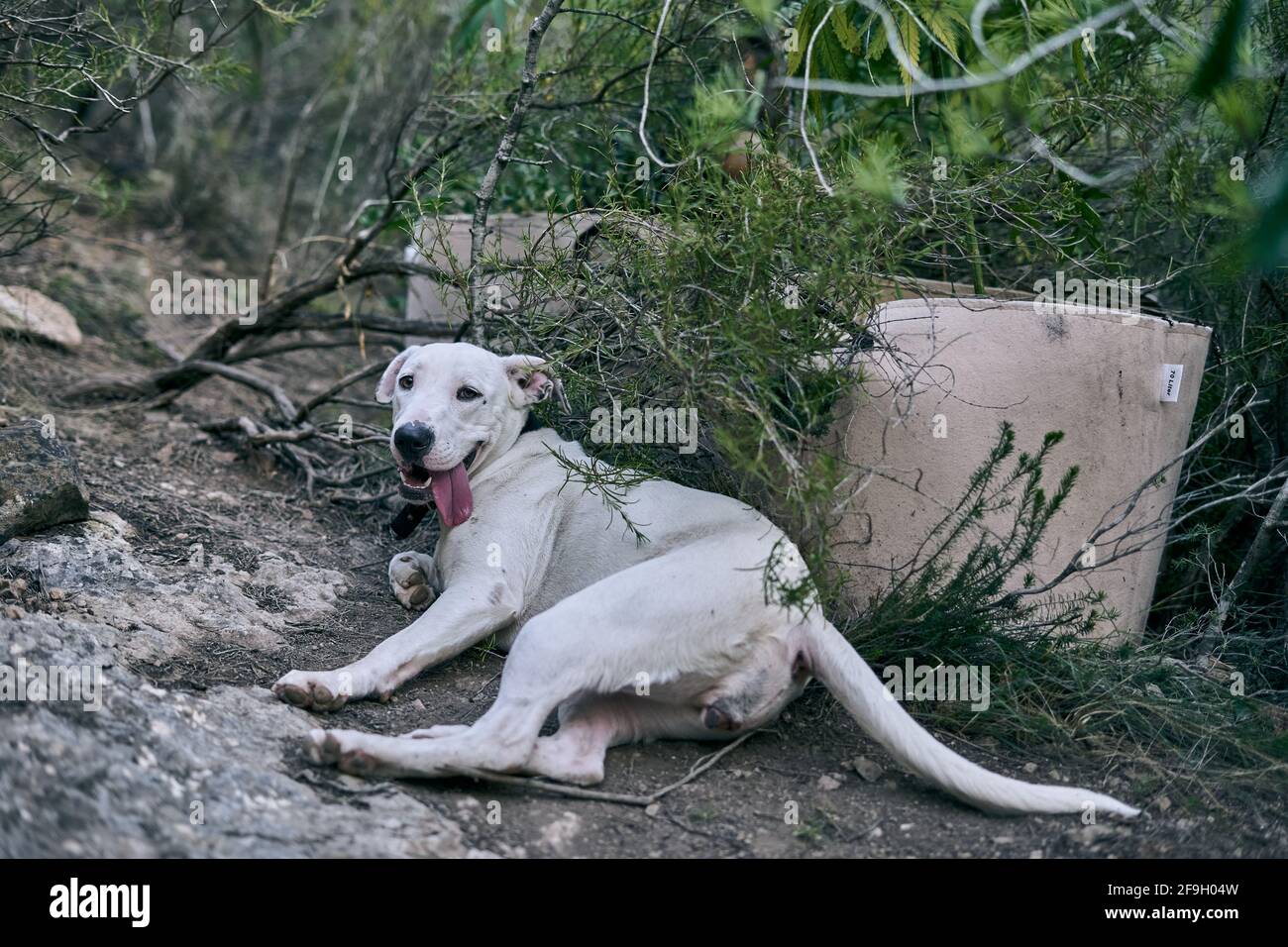 A big white dog laying on the ground in the park Stock Photo - Alamy