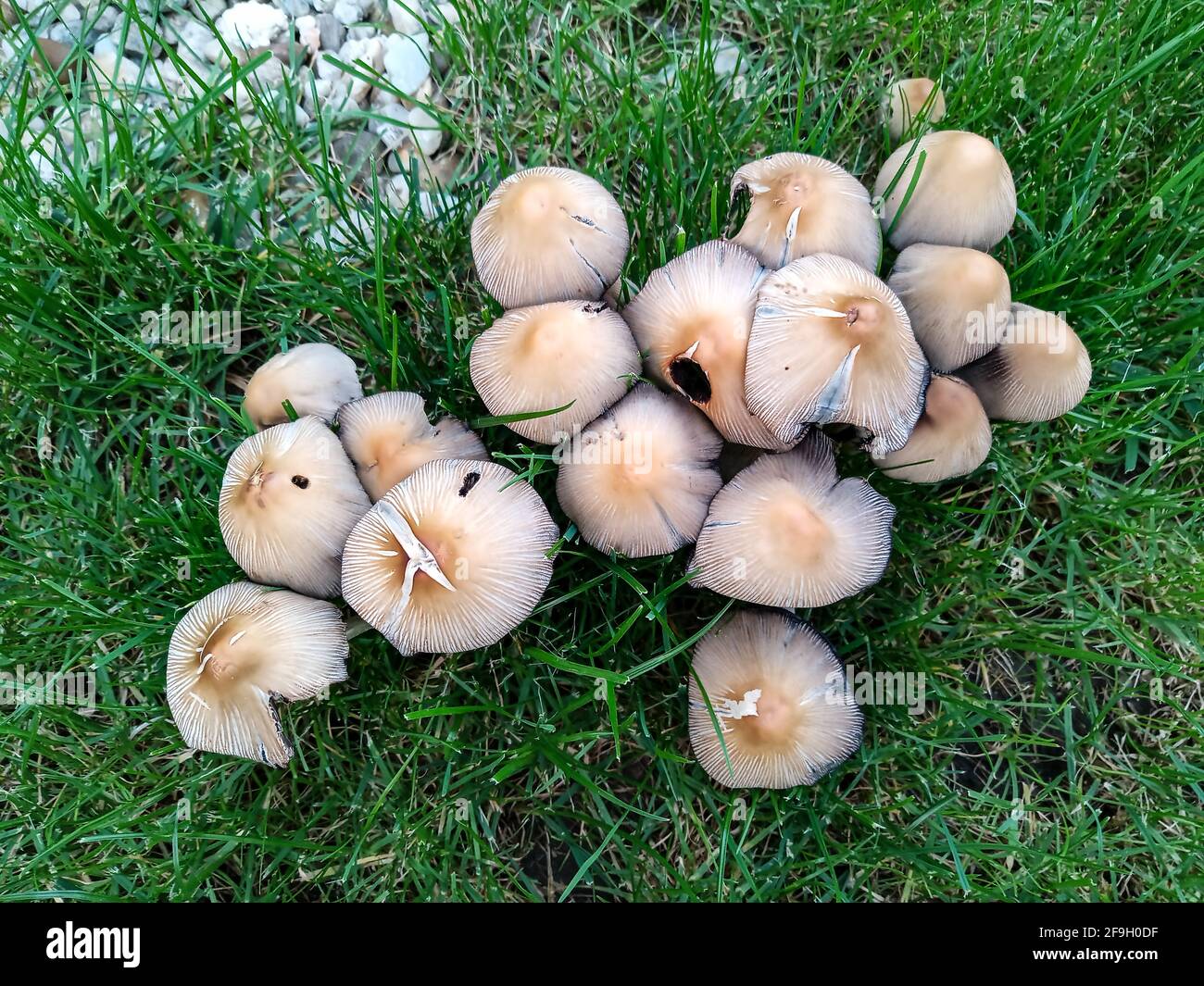 A closeup of Marasmius oreades mushrooms growing in a meadow Stock Photo
