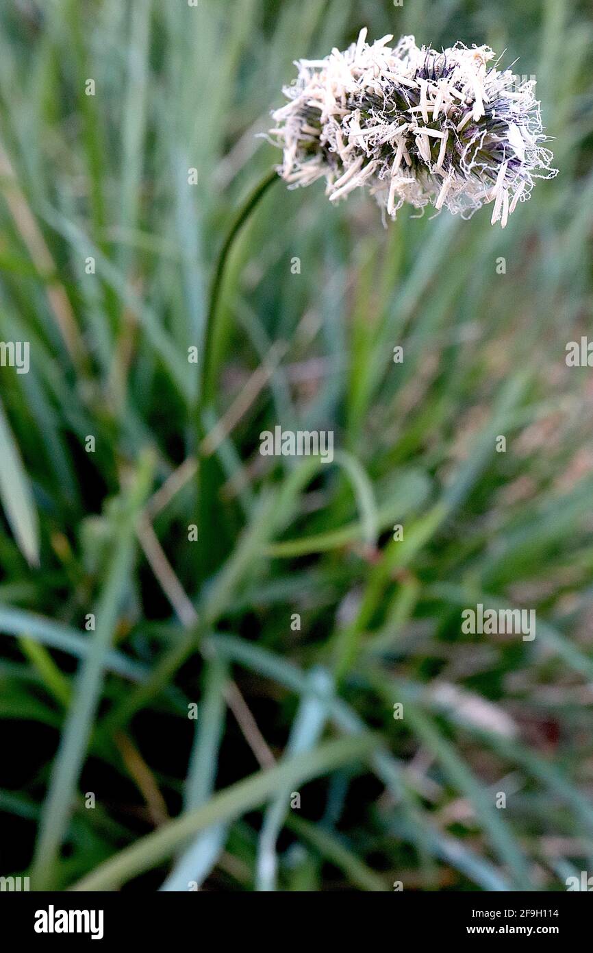 Sesleria nitida moor grass – flower spike of tiny white randomly scattered tubular flowers,  April, England, UK Stock Photo