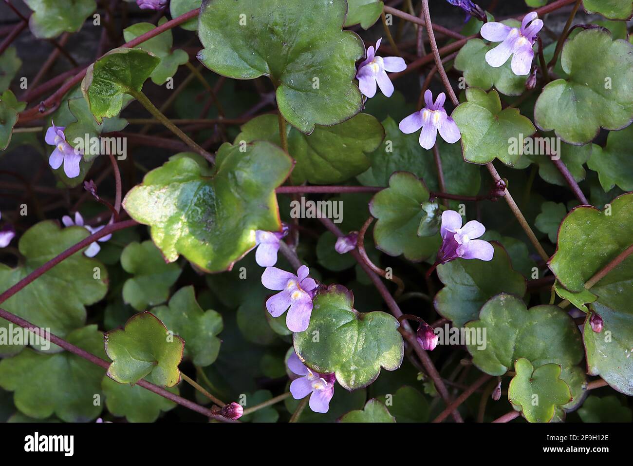 Cymbalaria muralis Ivy-leaved toadflax – mauve two-lipped flowers and green lobed red-edged leaves, April, England, UK Stock Photo