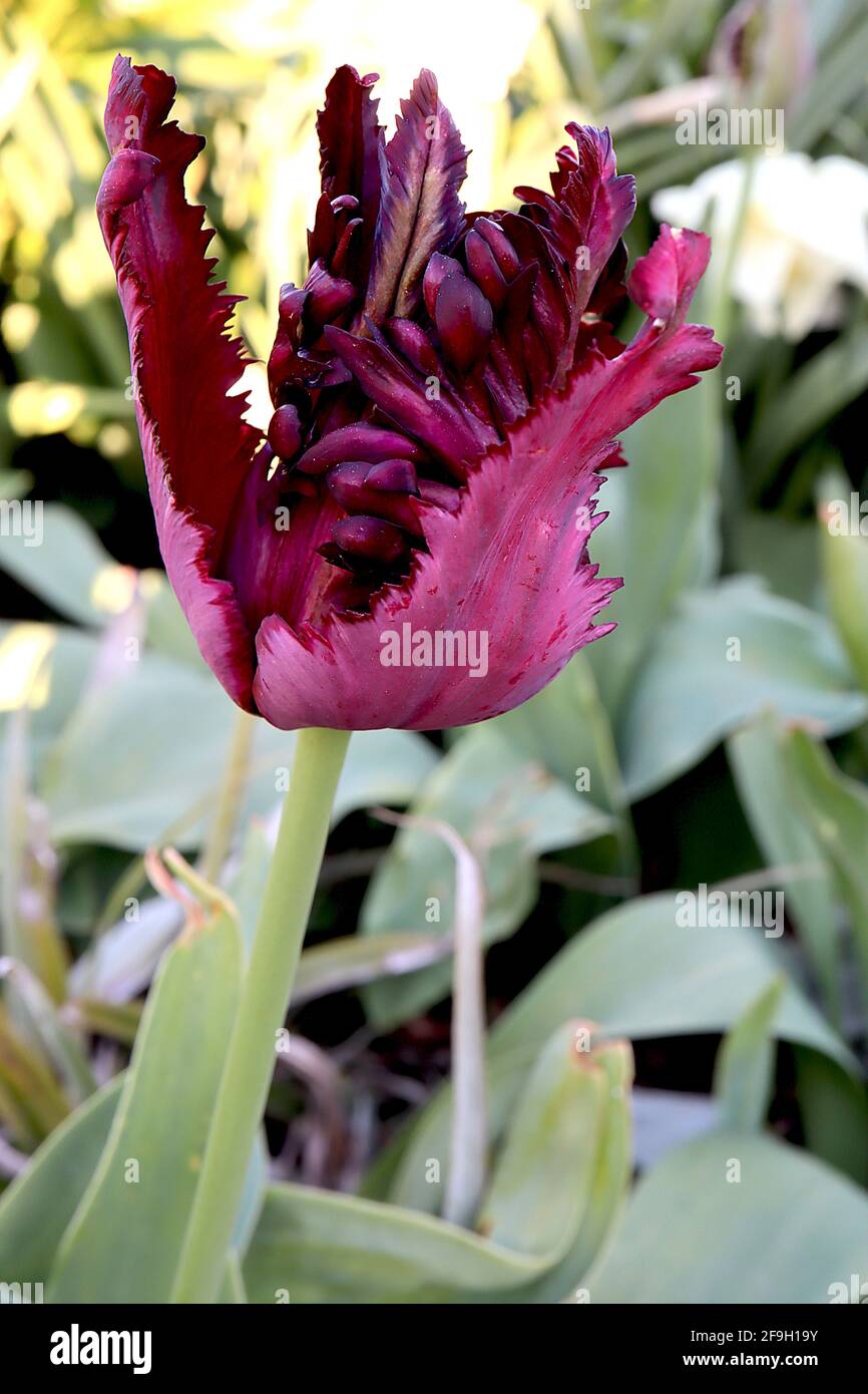 Tulipa gesneriana var dracontia ‘Black Parrot’  Parrot 10 Black Parrot tulip - twisted black purple petals, magenta margins, faint green flames, April Stock Photo