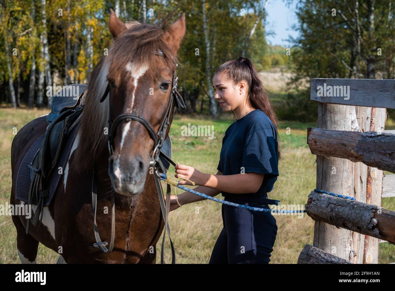 Cute girl gets ready for a ride on a horse and saddles it on an autumn day. Stock Photo