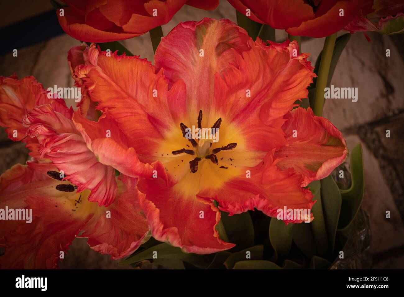 close-up view of red tulip into a vase Stock Photo